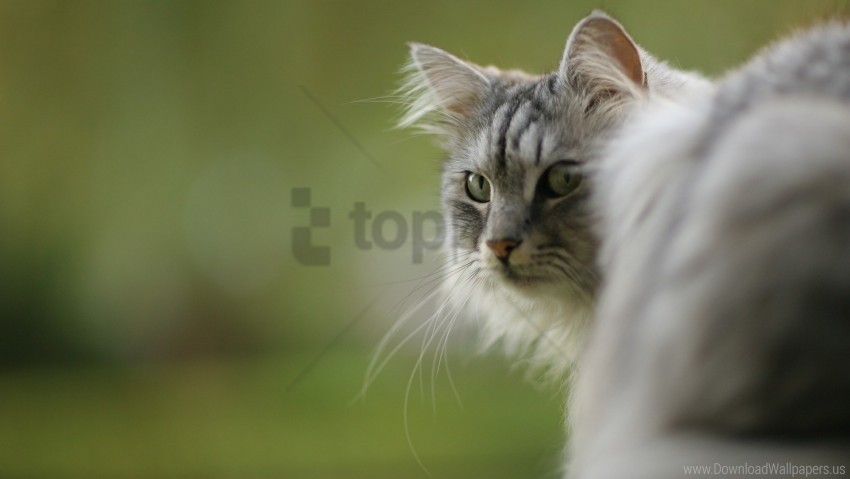 cat furry looking back sit wallpaper PNG transparent graphics for download