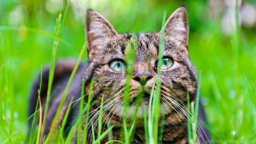 cat grass hide muzzle wallpaper Isolated Subject in Transparent PNG Format