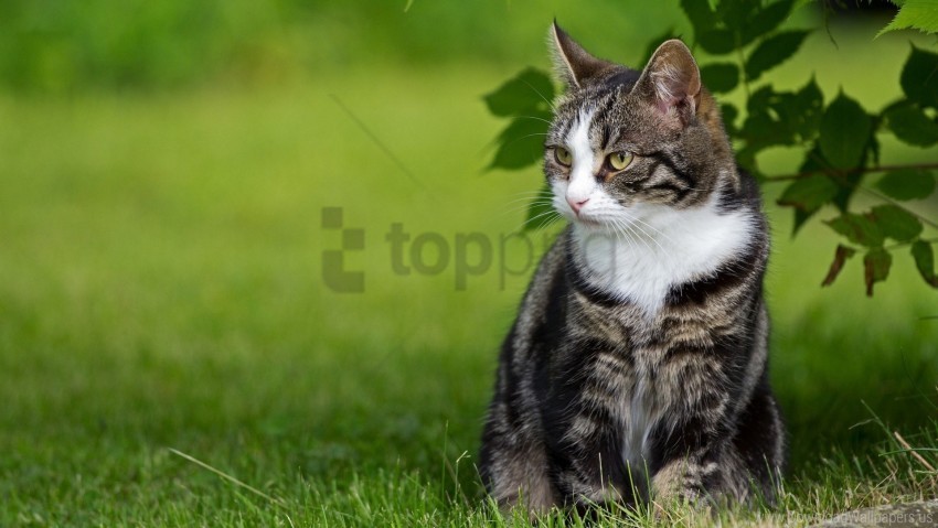 cat grass leaves sit wallpaper PNG images with no fees