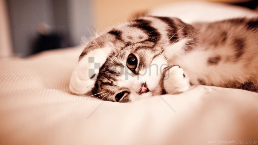cat lie down paw playful wallpaper PNG free transparent