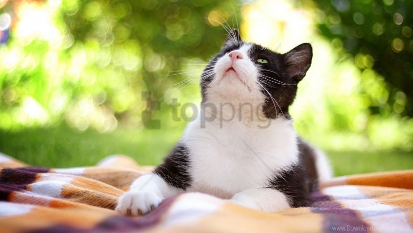 cat lie look spotted wallpaper Isolated Subject in Transparent PNG