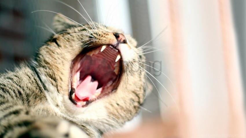 cat mouth yawn wallpaper Isolated Subject in HighQuality Transparent PNG