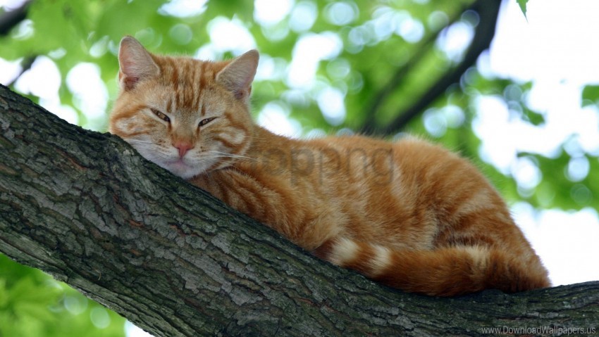 cat muzzle sleep striped wallpaper Transparent PNG Isolated Item with Detail