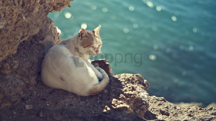 cat sea sit stones sun warm wallpaper Transparent background PNG photos