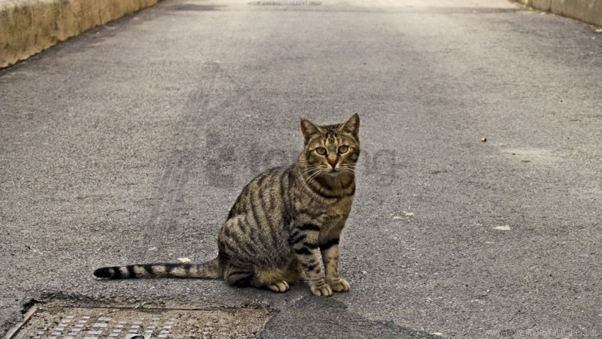 Cat Sidewalk Sitting Striped Wallpaper PNG Transparent Designs For Projects