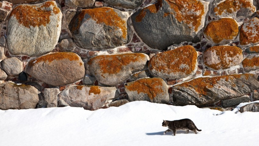 Cat Snow Stone Walk Walls Wallpaper PNG Transparency