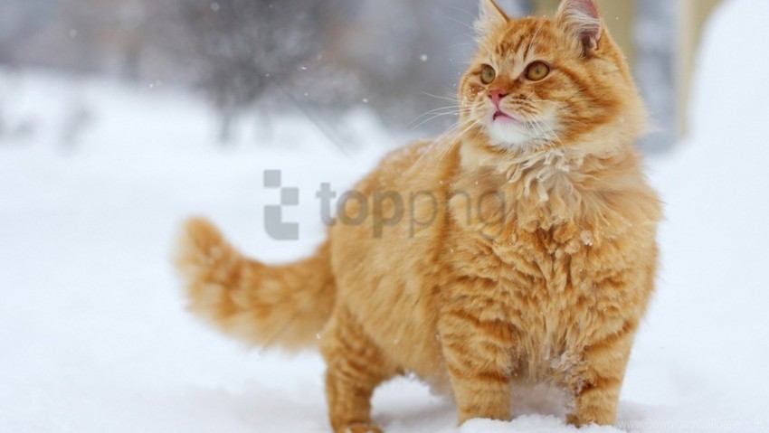 cat snow thick walk wallpaper Transparent Background PNG Isolated Illustration