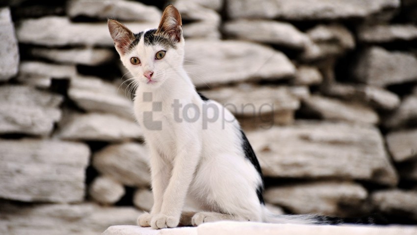 cat spotted stones wallpaper Isolated Icon on Transparent Background PNG