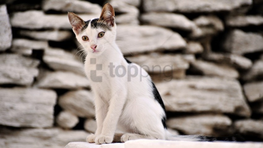 Cat Spotted Stones Wallpaper Isolated Icon On Transparent Background PNG