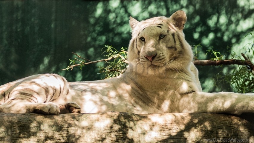 Cat Tiger Timber White Tiger Wolf Wallpaper Clear PNG Pictures Bundle