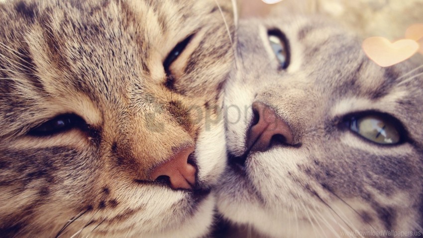 cats couple face glare wallpaper Transparent PNG artworks for creativity