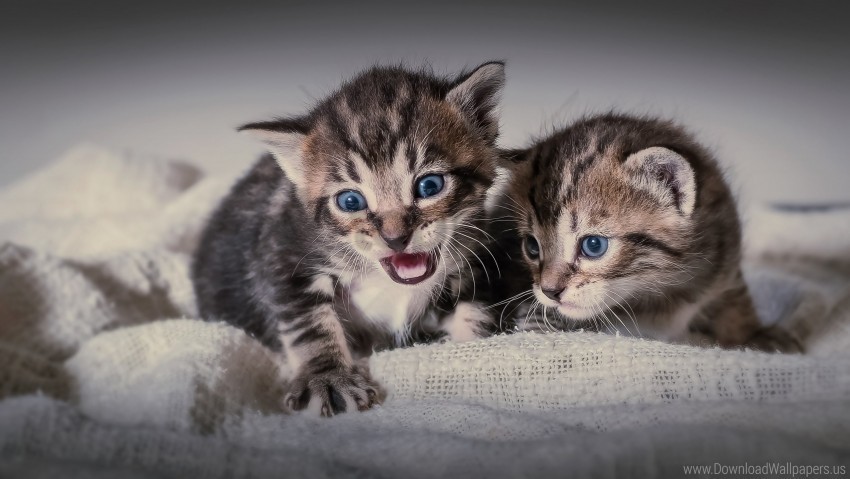 cats couple fear kittens wallpaper PNG with no bg