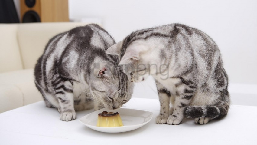 cats food plate wallpaper High-quality transparent PNG images comprehensive set