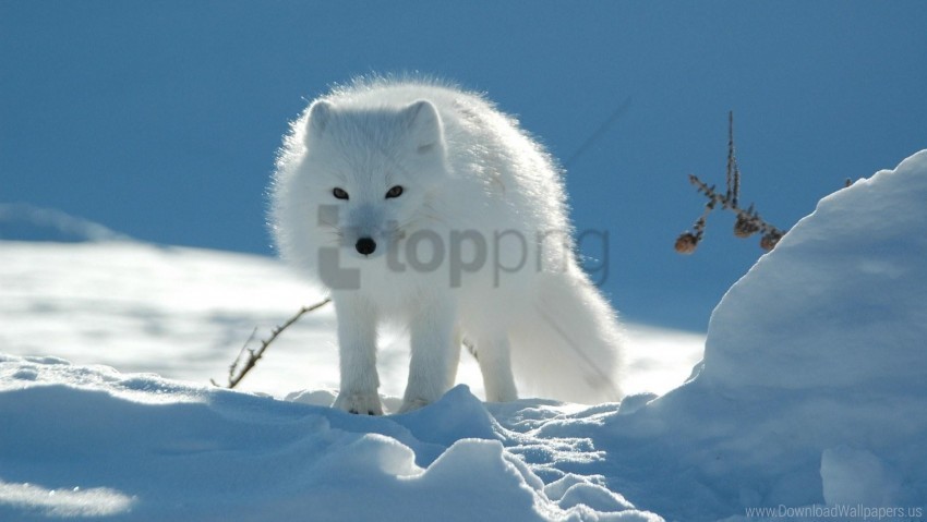 caution danger polar fox snow walk wallpaper Transparent background PNG images selection