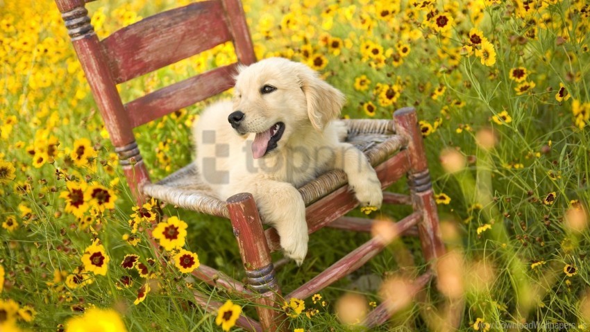 Chair Dog Flowers Lying Wallpaper PNG With No Background Required