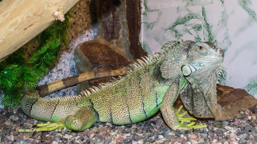 chameleon color reptile tail wallpaper PNG for digital art