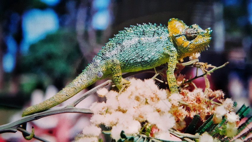 chameleon colorful reptile wallpaper Isolated Object on Clear Background PNG