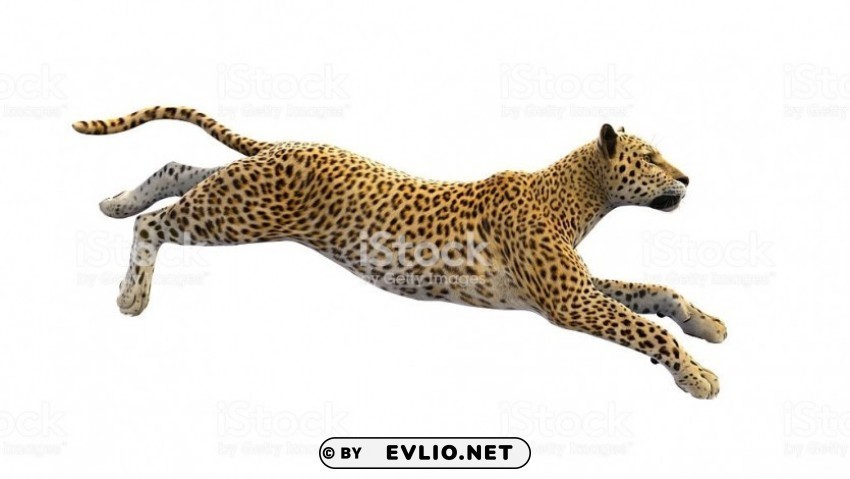 cheetah PNG clear images