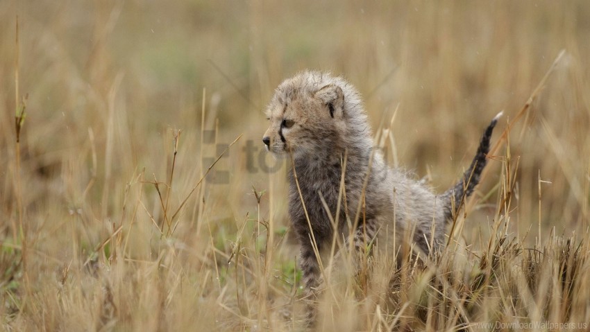 cheetah cub grass kitten tail wallpaper PNG images with transparent elements pack