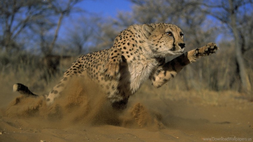 cheetah dust field grass jump run wallpaper PNG with clear transparency