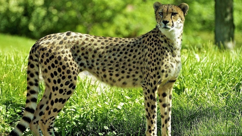 cheetah grass predator watch wallpaper Transparent PNG images extensive variety