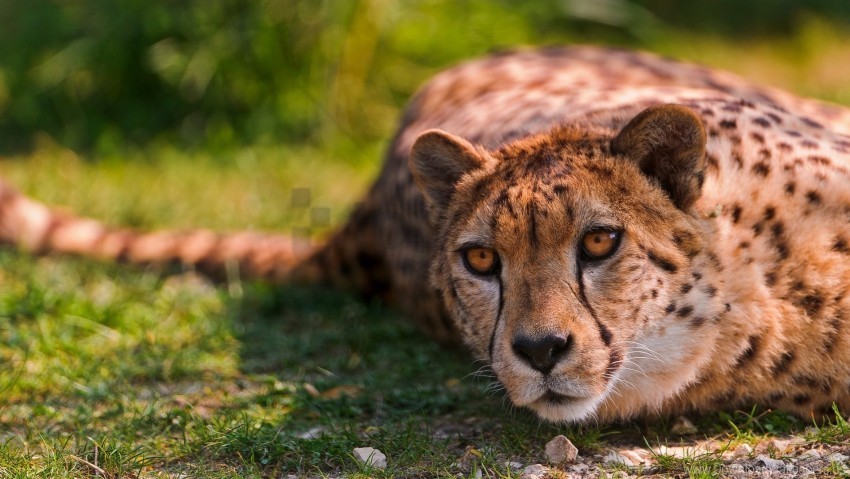 cheetah lie predator wallpaper PNG images for websites