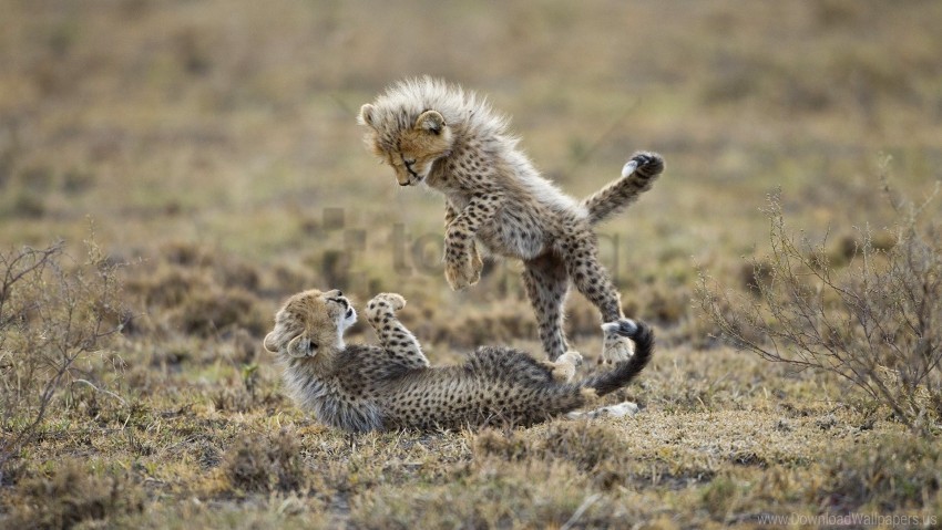 cheetahs cubs fighting grass playful wallpaper PNG for digital art