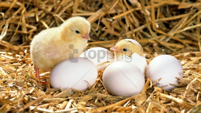 chicken eggs hatched hay shell wallpaper Clear pics PNG