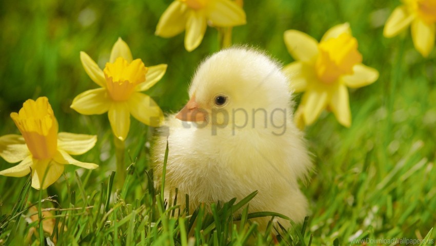 Chicken Grass Lie Poultry Wallpaper Transparent PNG Isolated Graphic Element