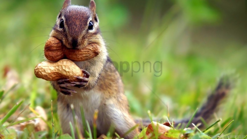 chipmunk herbs nuts wallpaper Isolated Subject with Clear PNG Background