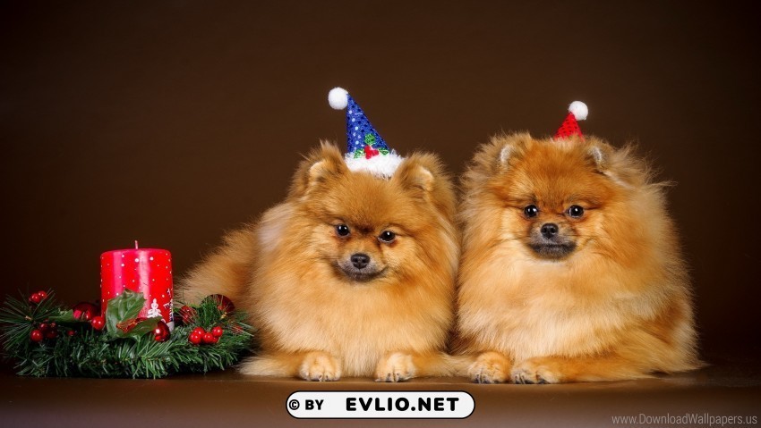 christmas couple new year outfit puppies wallpaper Transparent background PNG stock