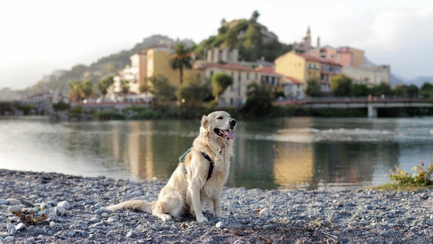 city dog retriever river wallpaper Isolated Element in Transparent PNG
