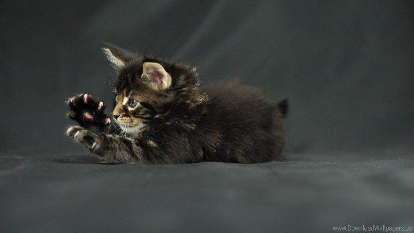 claws funny cat kitten maine coon paws wallpaper Clear Background Isolation in PNG Format