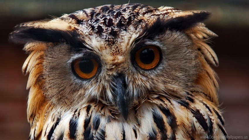 close-up face owl predator wallpaper PNG photo without watermark