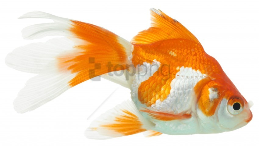 close-up goldfish white background wallpaper PNG transparent elements complete package