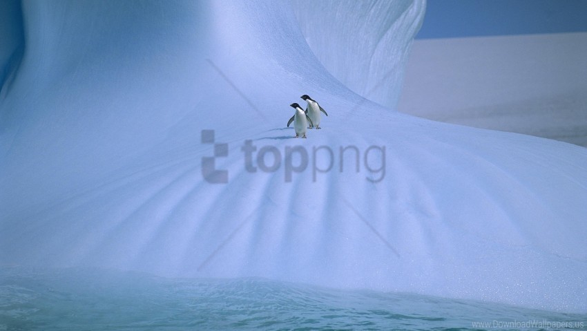 cold couple ice penguins snow walk wallpaper PNG image with no background