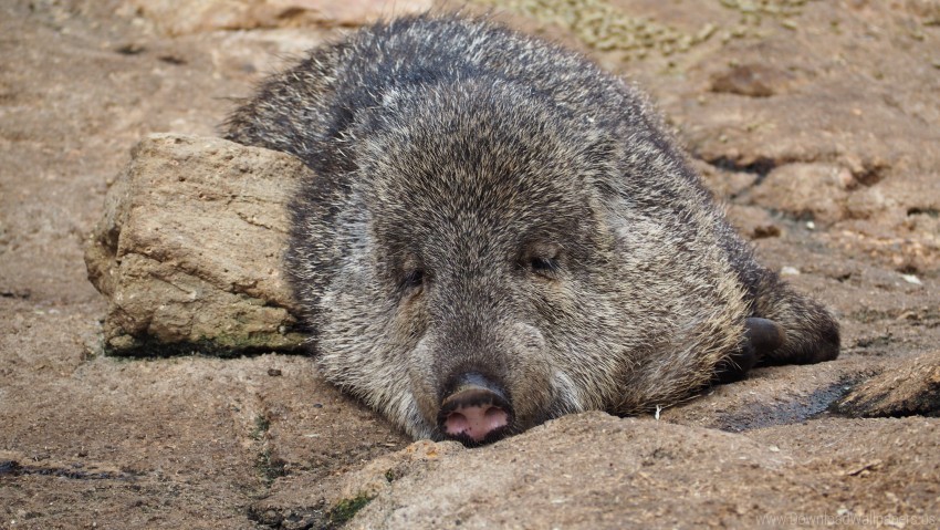 collared peccary pecari pig wild wallpaper Transparent Background Isolation in PNG Format