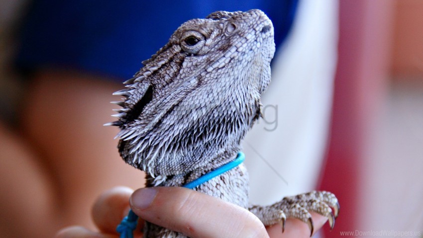 color dangerous face reptile wallpaper Isolated Subject on HighQuality PNG
