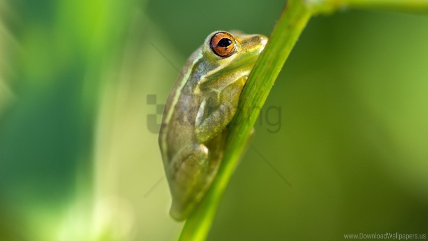 color frog grass wallpaper Isolated Subject with Transparent PNG