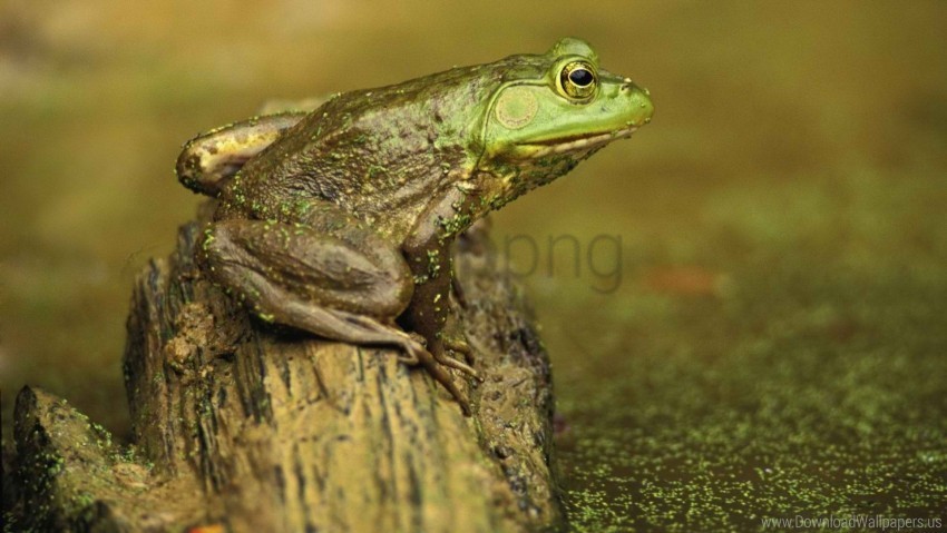 color frog slime wallpaper Transparent PNG Graphic with Isolated Object