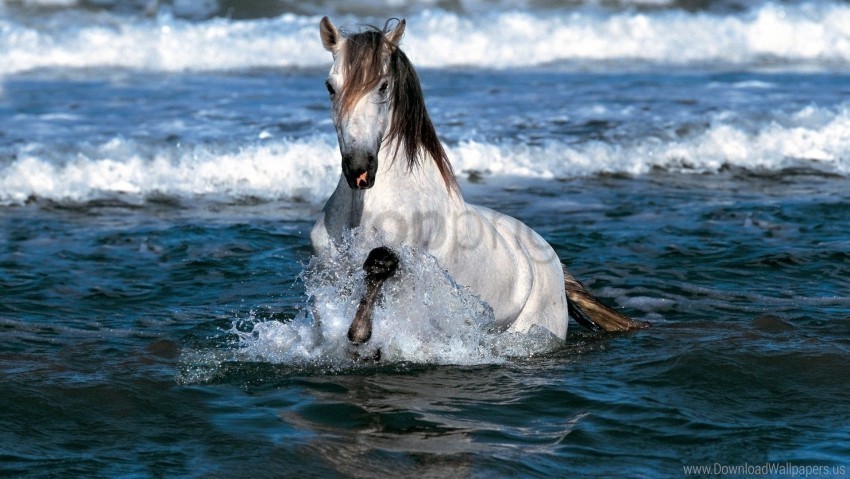 color horse sea spray wallpaper PNG transparent pictures for editing