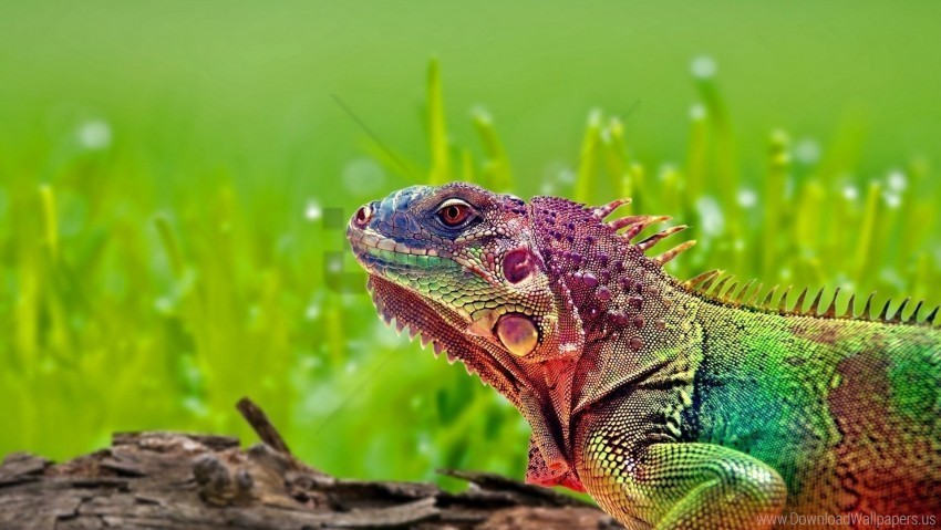 color iguana reptile spots wallpaper Isolated Subject with Transparent PNG