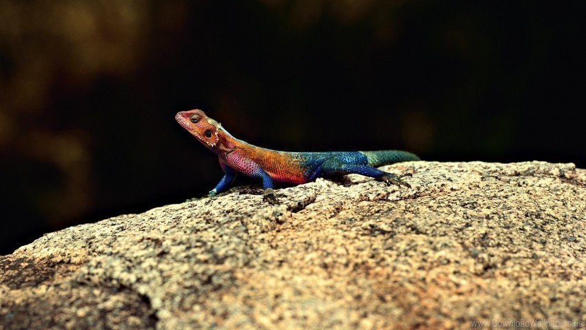 color lizard stone wallpaper PNG images for advertising