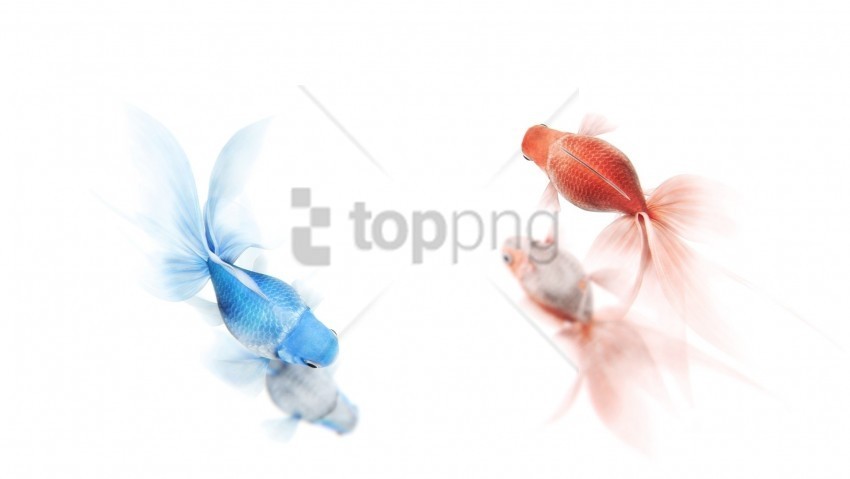 colorful fish swim wallpaper PNG transparent elements package