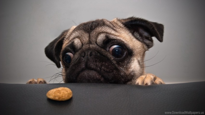 cookies dog face pug sadness wallpaper Clear background PNG images bulk