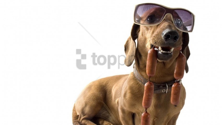 cool dachshund dog sausages sunglasses wallpaper PNG images with alpha channel diverse selection