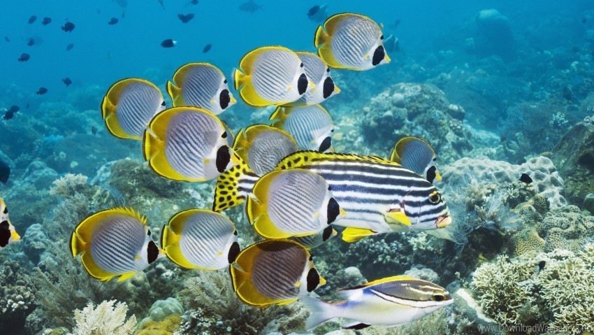 coral fish ocean swim underwater wallpaper Transparent PNG Isolated Design Element
