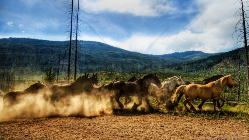 corral dust herd horses running wallpaper High-resolution transparent PNG images set