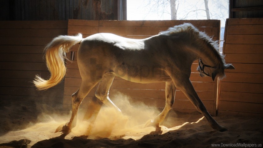 corral dust horse shadow wallpaper Transparent PNG images bulk package
