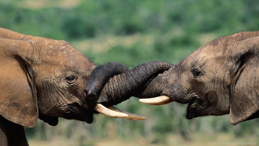 couple cross elephants tenderness trunk wallpaper Transparent background PNG clipart